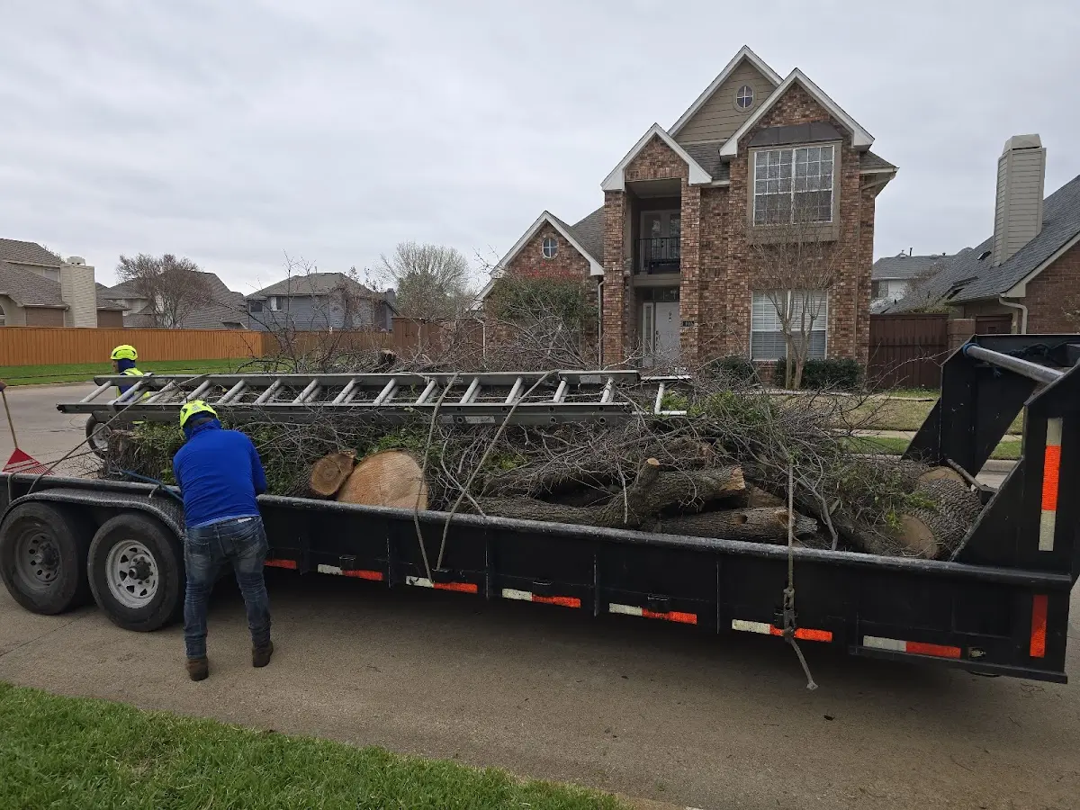 Expert Tree Removal with proper safety equipment in Forest